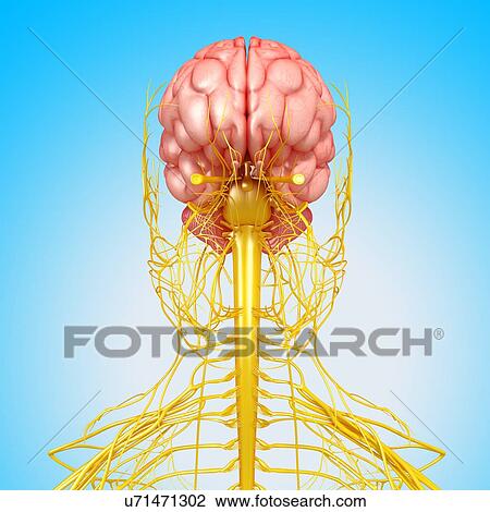 Female nervous system, artwork View Large Illustration Drawing - Female nervous system, artwork. Fotosearch