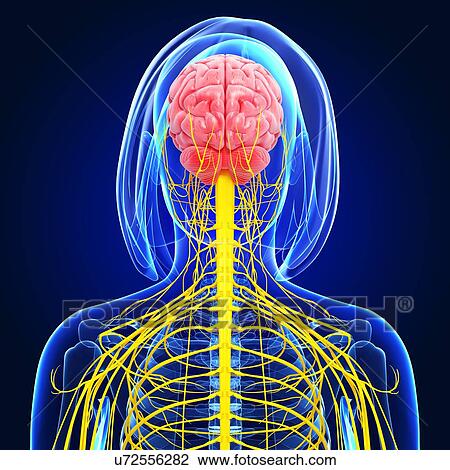 Drawing - Female nervous system, artwork. Fotosearch
