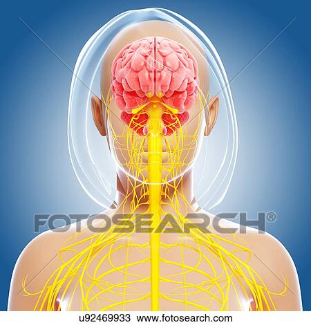 Drawing - Female nervous system, artwork. Fotosearch
