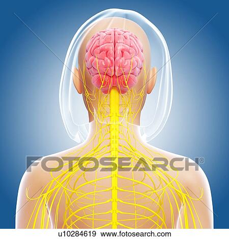 Stock Illustration - Female nervous system, artwork. Fotosearch
