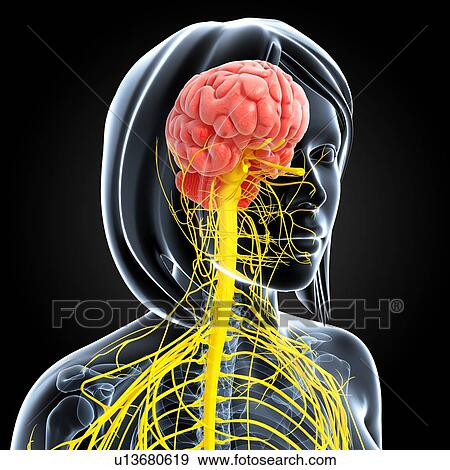 Stock Illustration - Female nervous system, artwork. Fotosearch