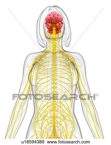 Stock Illustration - Female nervous system, artwork. Fotosearch