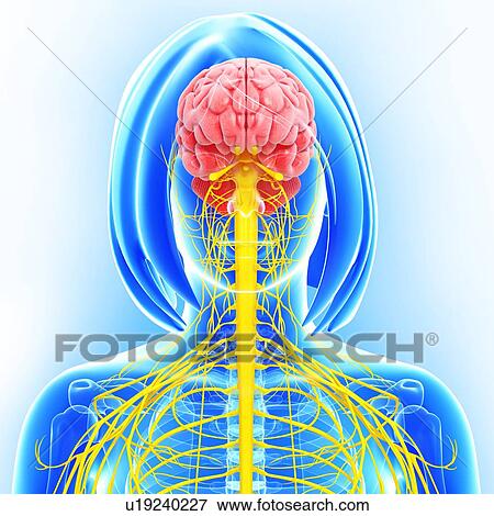 Stock Illustration - Female nervous system, artwork. Fotosearch