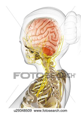 Female nervous system, artwork View Large Illustration Stock Illustration - Female nervous system, artwork. Fotosearch