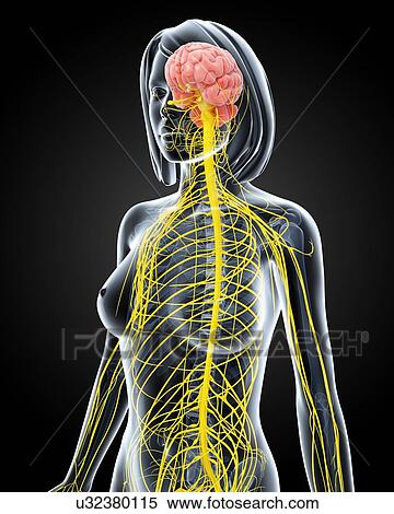 Stock Illustration - Female nervous system, artwork. Fotosearch