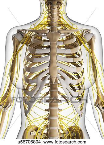 Stock Illustration - Female nervous system, artwork. Fotosearch