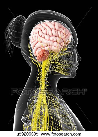 Stock Illustration - Female nervous system, artwork. Fotosearch