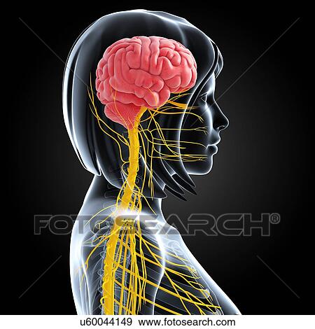 Female nervous system, artwork View Large Illustration Stock Illustration - Female nervous system, artwork. Fotosearch