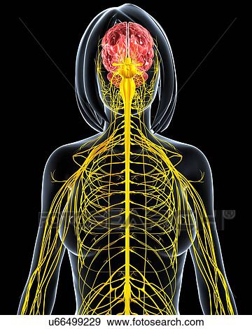 Stock Illustration - Female nervous system, artwork. Fotosearch