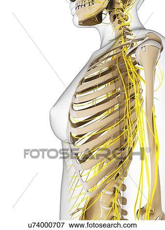 Female nervous system, artwork View Large Illustration Stock Illustration - Female nervous system, artwork. Fotosearch