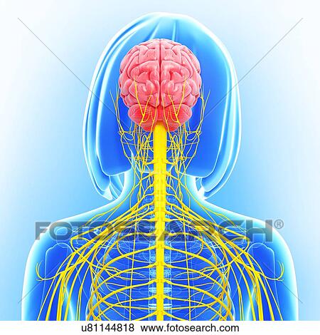 Female nervous system, artwork View Large Illustration Stock Illustration - Female nervous system, artwork. Fotosearch