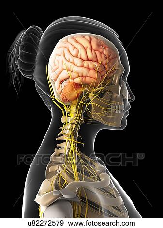 Female nervous system, artwork View Large Illustration Stock Illustration - Female nervous system, artwork. Fotosearch