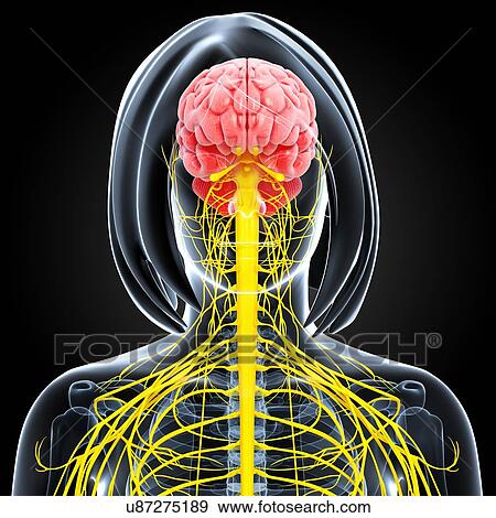 Stock Illustration - Female nervous system, artwork. Fotosearch