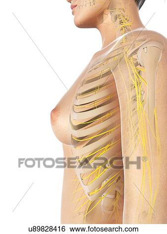 Stock Illustration - Female nervous system, artwork. Fotosearch