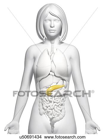 Stock Illustration - Female pancreas, artwork. Fotosearch