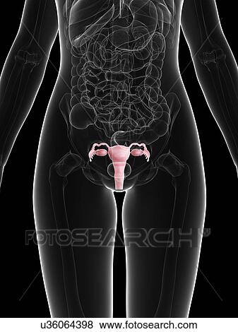 Stock Illustration - Female reproductive system, artwork. Fotosearch