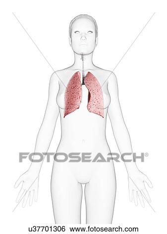 Stock Illustration - Female respiratory system, artwork. Fotosearch