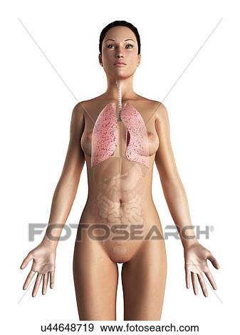 Stock Illustration - Female respiratory system, artwork. Fotosearch