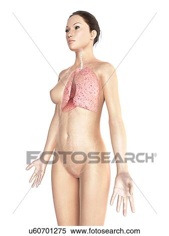 Female respiratory system, artwork View Large Illustration Stock Illustration - Female respiratory system, artwork. Fotosearch