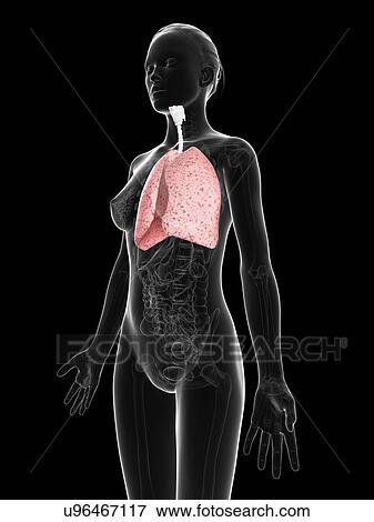 Stock Illustration - Female respiratory system, artwork. Fotosearch