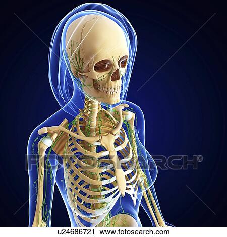 Clip Art - Female skeleton, artwork. Fotosearch
