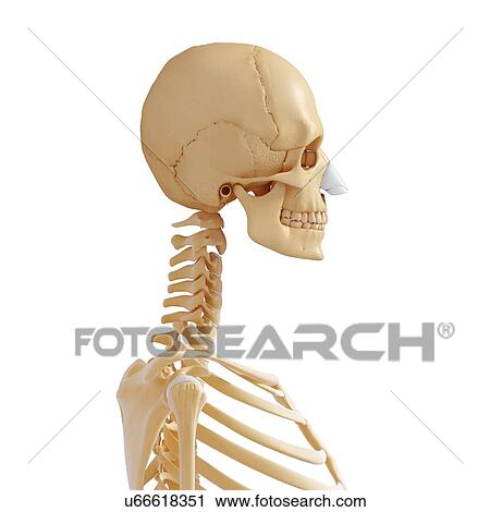 Clip Art - Female skeleton, artwork. Fotosearch