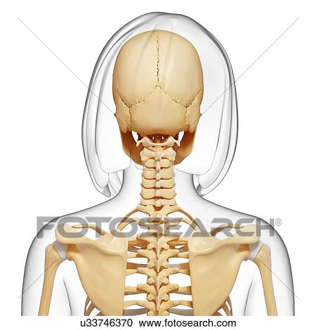 Clipart - Female skeleton, artwork. Fotosearch