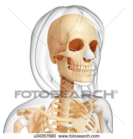 Clipart - Female skeleton, artwork. Fotosearch