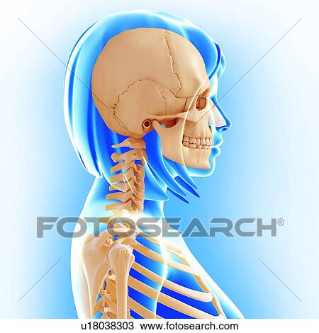 Drawing - Female skeleton, artwork. Fotosearch