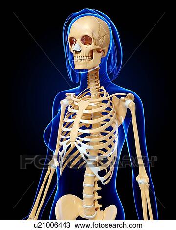 Drawing - Female skeleton, artwork. Fotosearch