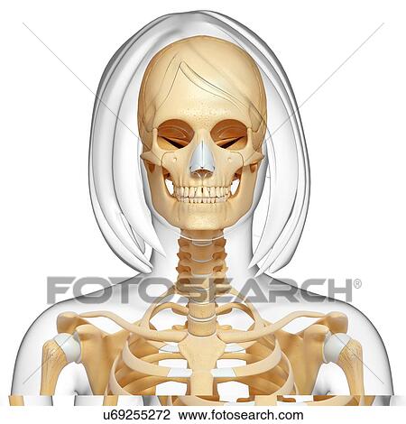 Drawing - Female skeleton, artwork. Fotosearch