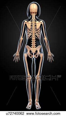 Drawing - Female skeleton, artwork. Fotosearch