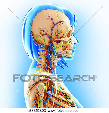 Female skeleton, artwork View Large Illustration Drawing - Female skeleton, artwork. Fotosearch