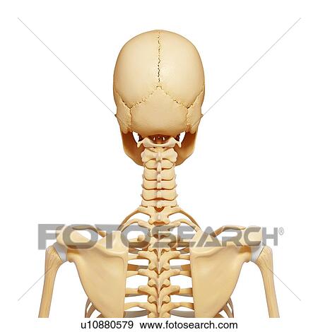 Female skeleton, artwork View Large Illustration Stock Illustration - Female skeleton, artwork. Fotosearch