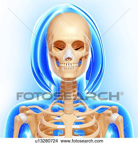 Stock Illustration - Female skeleton, artwork. Fotosearch