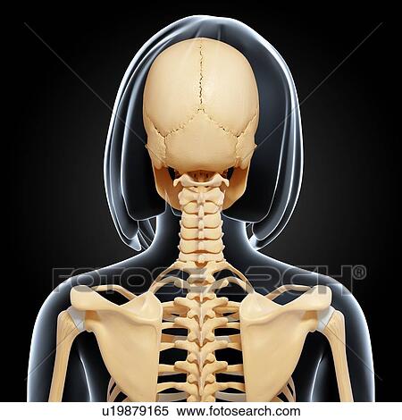 Stock Illustration - Female skeleton, artwork. Fotosearch