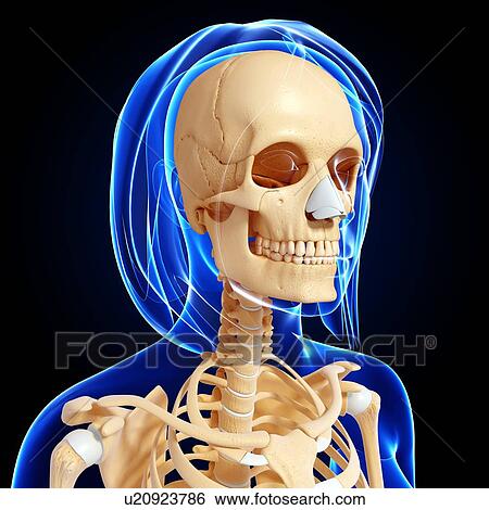 Female skeleton, artwork View Large Illustration Stock Illustration - Female skeleton, artwork. Fotosearch