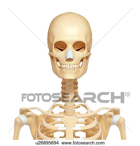 Stock Illustration - Female skeleton, artwork. Fotosearch