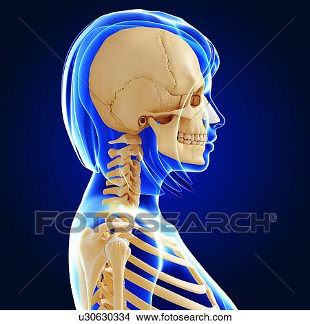 Stock Illustration - Female skeleton, artwork. Fotosearch