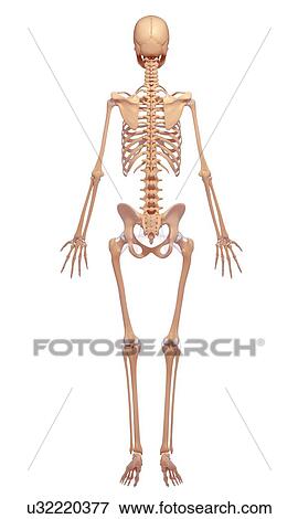 Female skeleton, artwork View Large Illustration Stock Illustration - Female skeleton, artwork. Fotosearch