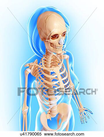 Female skeleton, artwork View Large Illustration Stock Illustration - Female skeleton, artwork. Fotosearch
