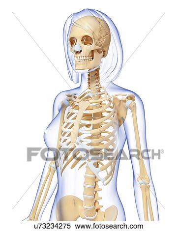 Stock Illustration - Female skeleton, artwork. Fotosearch
