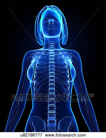 Female skeleton, artwork View Large Illustration Stock Illustration - Female skeleton, artwork. Fotosearch