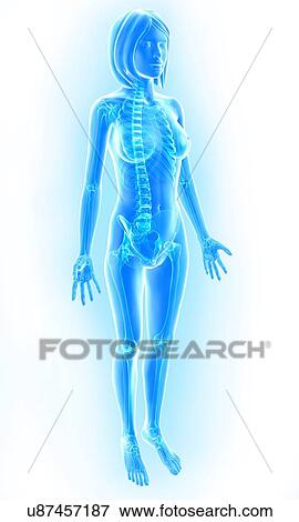 Female skeleton, artwork View Large Illustration Stock Illustration - Female skeleton, artwork. Fotosearch