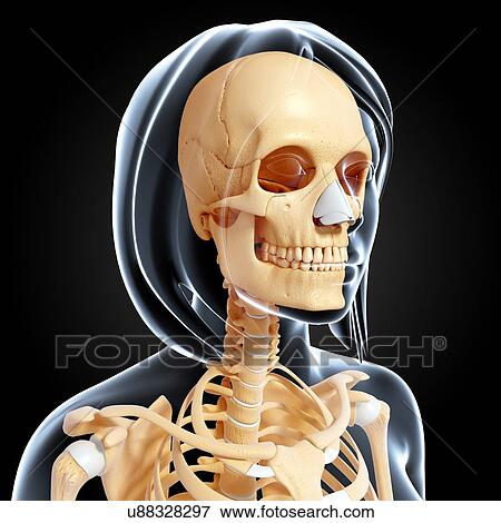 Female skeleton, artwork View Large Illustration Stock Illustration - Female skeleton, artwork. Fotosearch