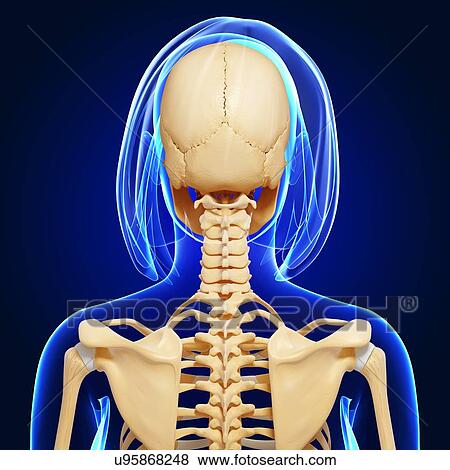 Female skeleton, artwork View Large Illustration Stock Illustration - Female skeleton, artwork. Fotosearch