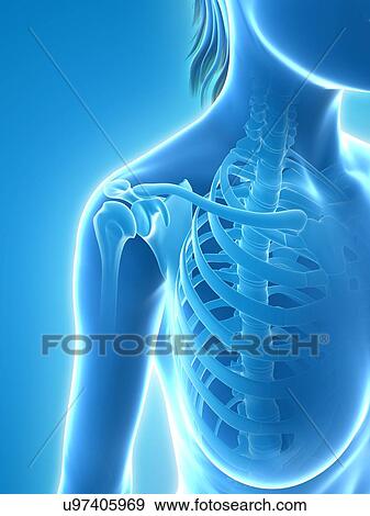 Female skeleton, artwork View Large Illustration Stock Illustration - Female skeleton, artwork. Fotosearch
