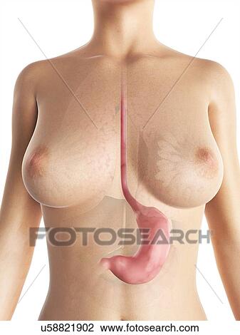 Female stomach, artwork View Large Illustration Drawing - Female stomach, artwork. Fotosearch
