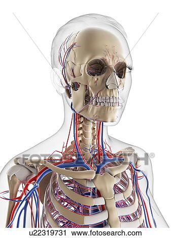 Female vascular system, artwork View Large Illustration Clip Art - Female vascular system, artwork. Fotosearch