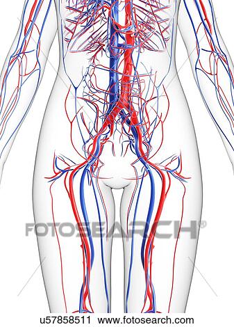 Clip Art - Female vascular system, artwork. Fotosearch